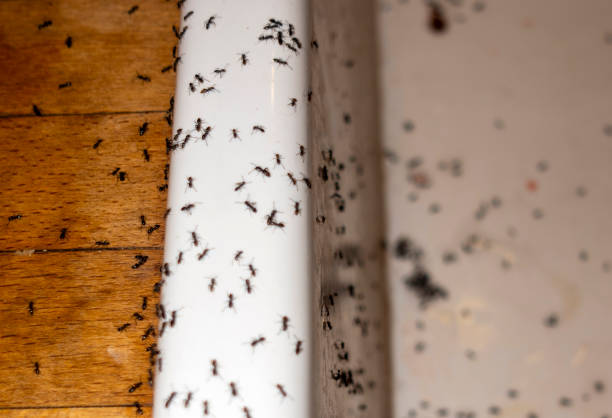Best Termite Control Services  in Champaign, IL
