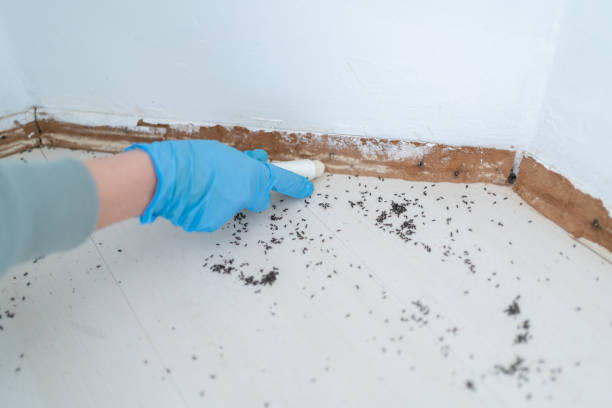 Best Spider Control Near Me  in Champaign, IL